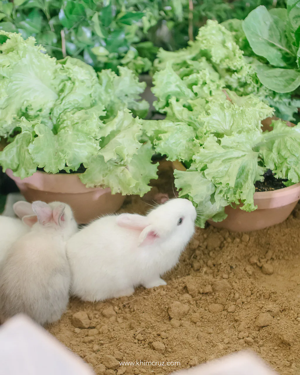 rabbit eating lettuce at Peter Rabbit themed birthday party