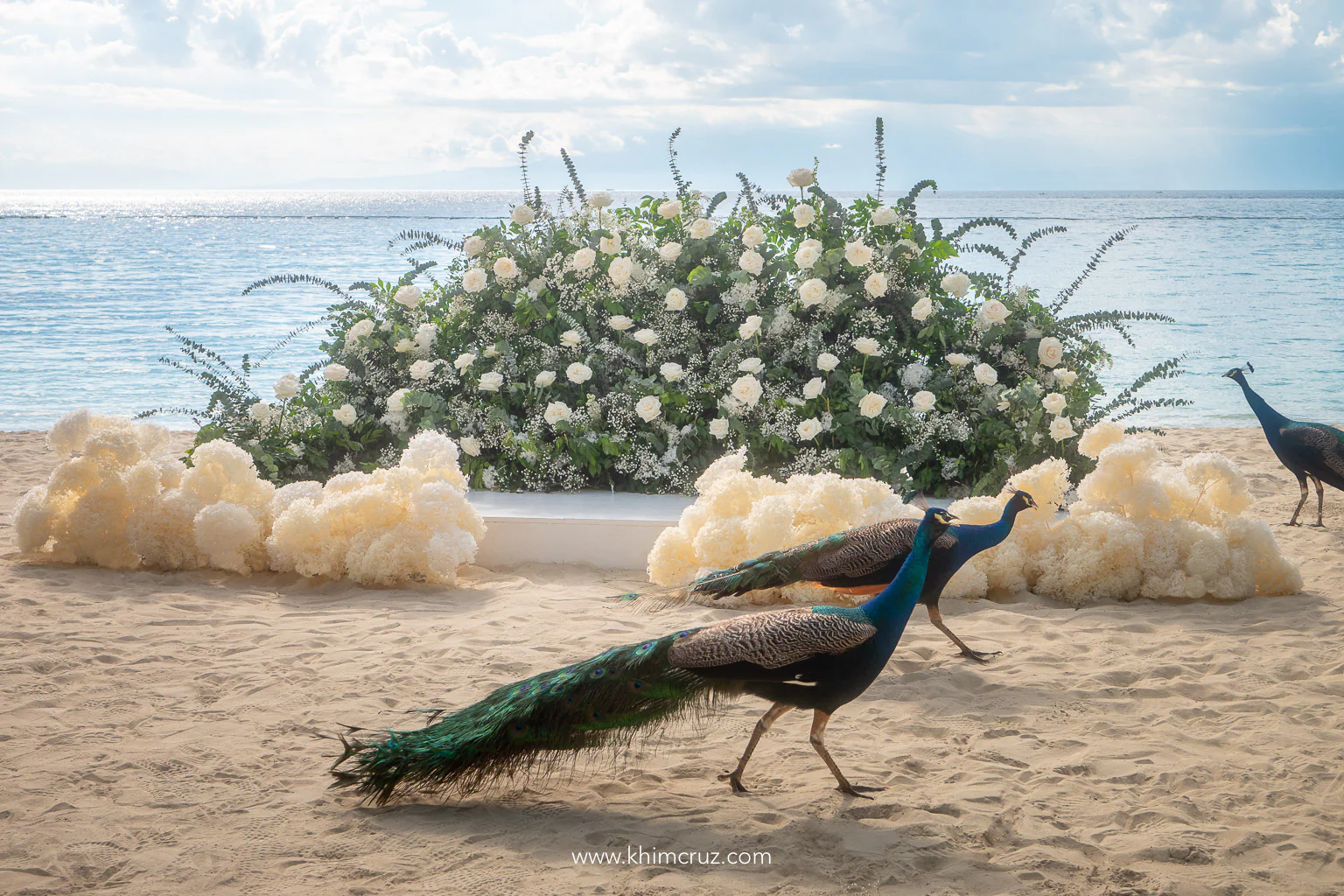 wedding photowall with peacock roaming Malipano island wedding cocktail area